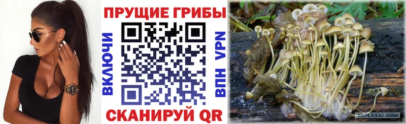 MEGA ссылки  Карачаевск  Галлюциногенные грибы Cubensis 