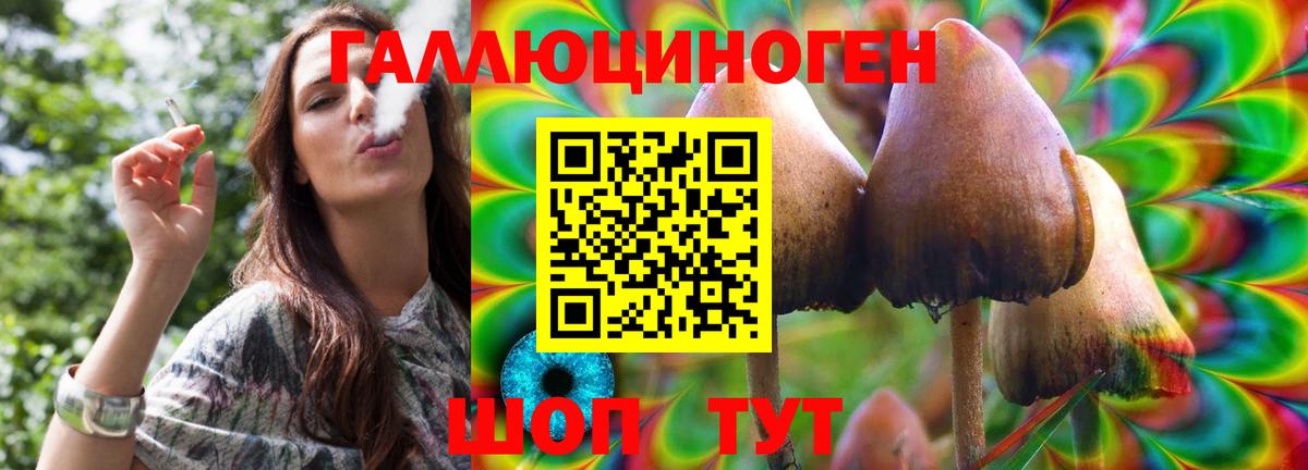 Псилоцибиновые грибы мицелий  Псилоцибиновые грибы GOLDEN TEACHER  что такое   Карачаевск 